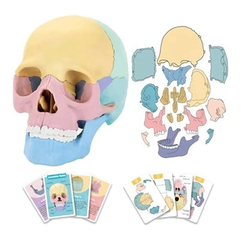 1 комплект Анатомическая модел на черепа Анатомия на човека Пъзел с черепа Подвижен мини-модел на човешки череп Силикагел