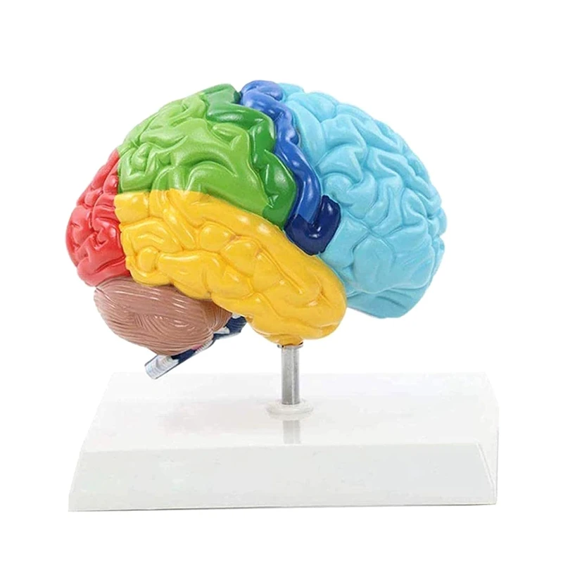 Дясното полукълбо на мозъка Модел на човешкото тяло от PVC 1: 1 за обучение на студенти сглобяване на модели на обучение Изображение 0