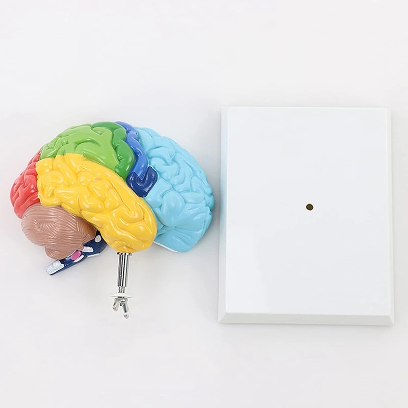 Дясното полукълбо на мозъка Модел на човешкото тяло от PVC 1: 1 за обучение на студенти сглобяване на модели на обучение Изображение 1