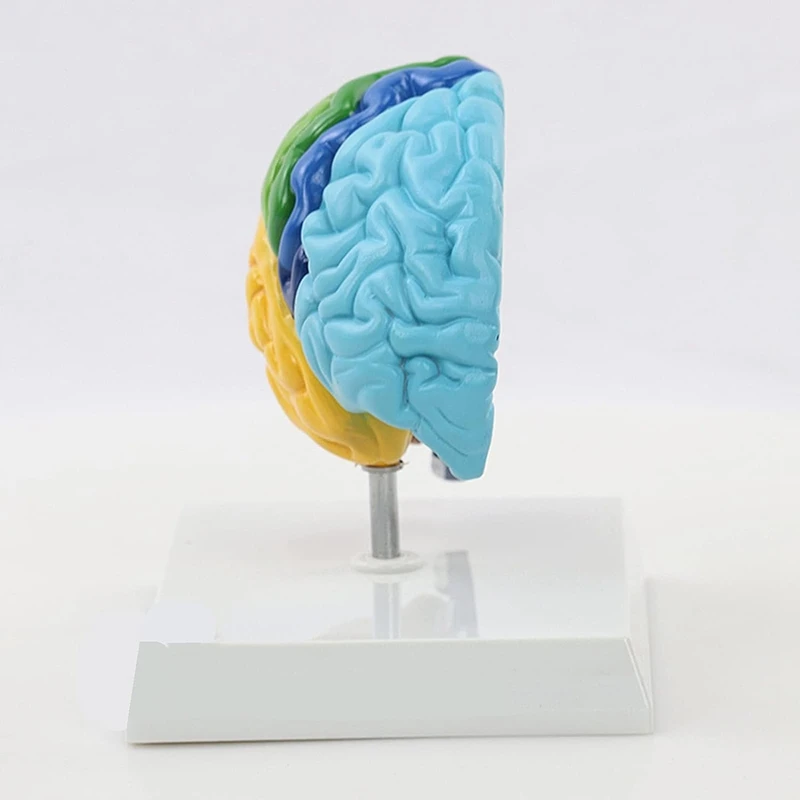Дясното полукълбо на мозъка Модел на човешкото тяло от PVC 1: 1 за обучение на студенти сглобяване на модели на обучение Изображение 2