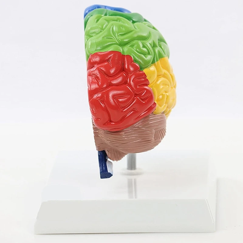Дясното полукълбо на мозъка Модел на човешкото тяло от PVC 1: 1 за обучение на студенти сглобяване на модели на обучение Изображение 3