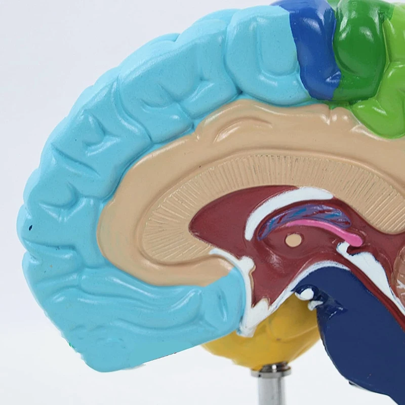 Дясното полукълбо на мозъка Модел на човешкото тяло от PVC 1: 1 за обучение на студенти сглобяване на модели на обучение Изображение 4