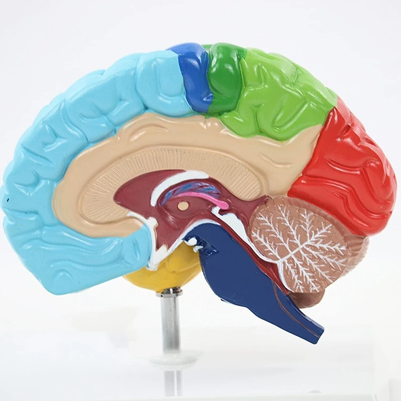 Дясното полукълбо на мозъка Модел на човешкото тяло от PVC 1: 1 за обучение на студенти сглобяване на модели на обучение Изображение 5