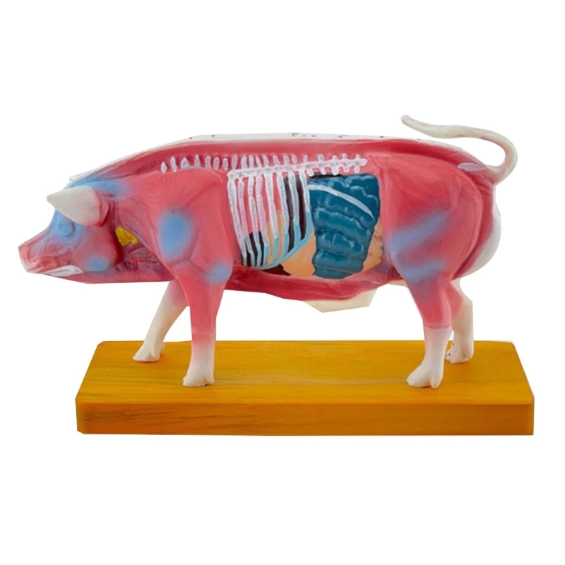 Анатомическая модел на животното за обучение на ветеринарни совалка Изображение 3