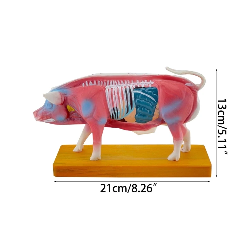 Анатомическая модел на животното за обучение на ветеринарни совалка Изображение 4