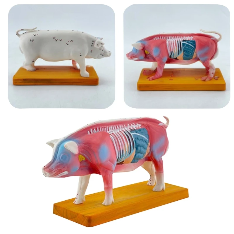Анатомическая модел на животното за обучение на ветеринарни совалка Изображение 5