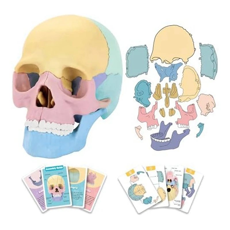 1 комплект Анатомическая модел на черепа Анатомия на човека Пъзел с черепа Подвижен мини-модел на човешки череп Силикагел Изображение 0