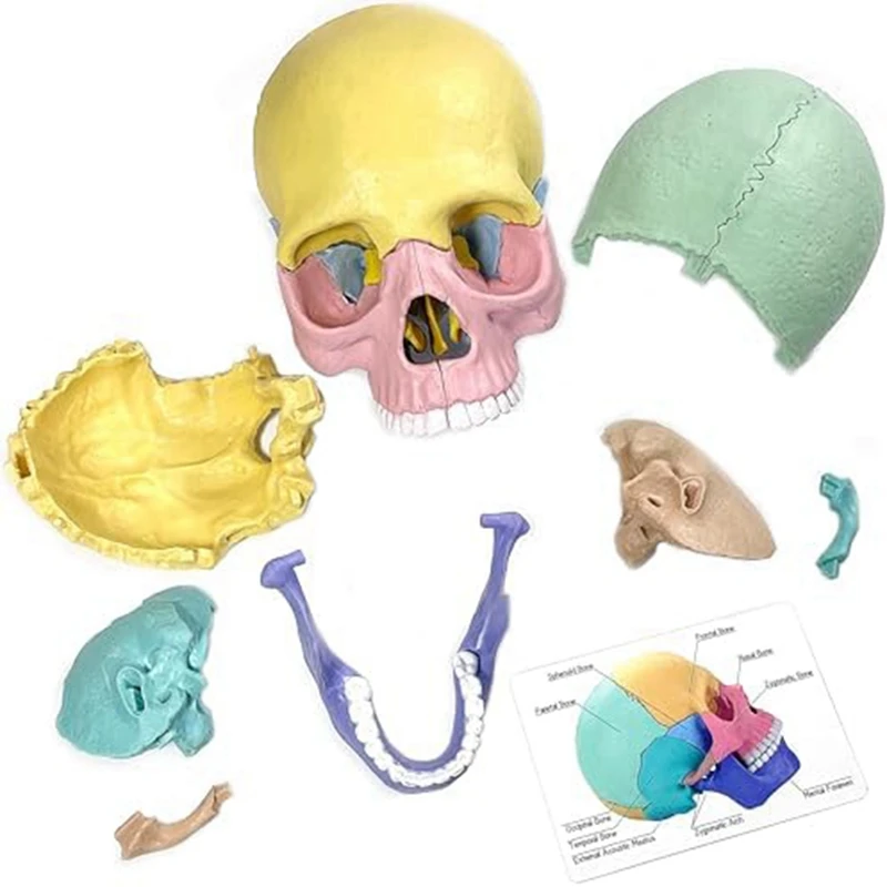 1 комплект Анатомическая модел на черепа Анатомия на човека Пъзел с черепа Подвижен мини-модел на човешки череп Силикагел Изображение 1