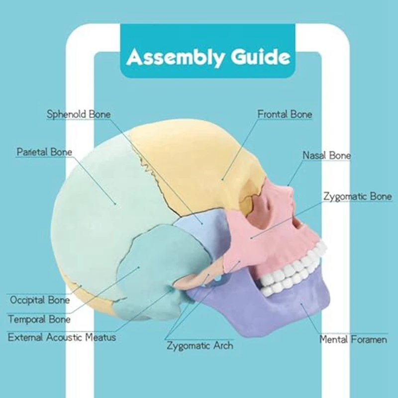 1 комплект Анатомическая модел на черепа Анатомия на човека Пъзел с черепа Подвижен мини-модел на човешки череп Силикагел Изображение 2