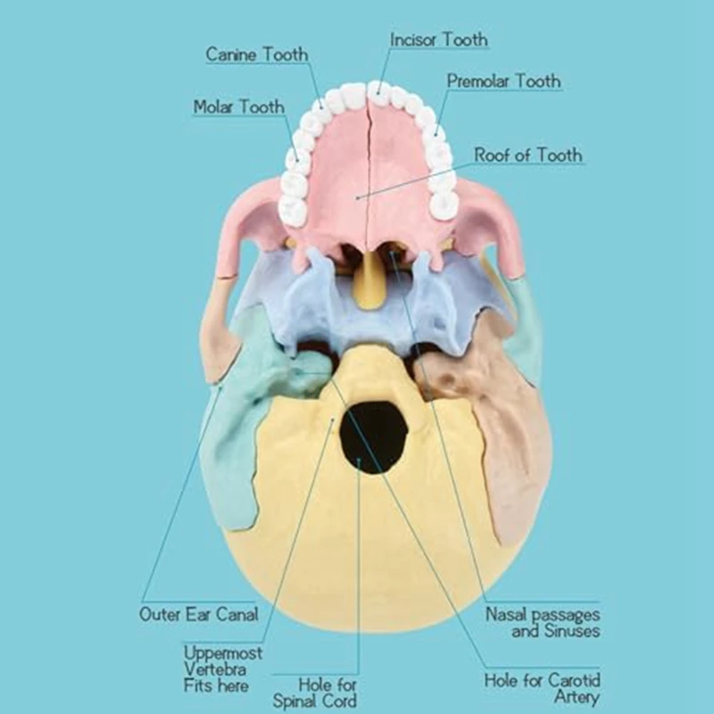1 комплект Анатомическая модел на черепа Анатомия на човека Пъзел с черепа Подвижен мини-модел на човешки череп Силикагел Изображение 3