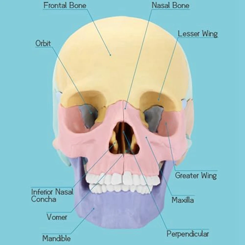 1 комплект Анатомическая модел на черепа Анатомия на човека Пъзел с черепа Подвижен мини-модел на човешки череп Силикагел Изображение 4