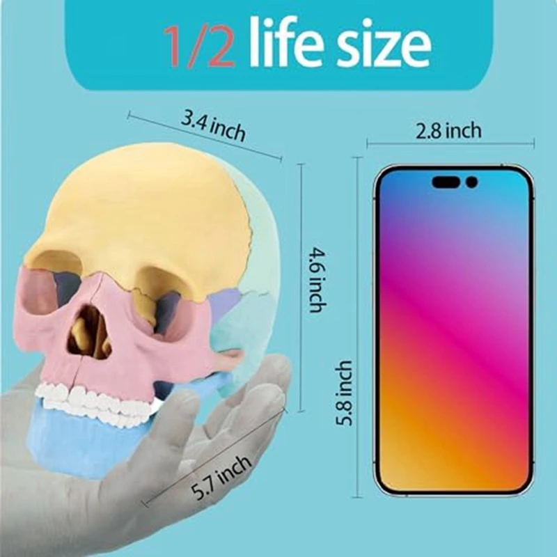 1 комплект Анатомическая модел на черепа Анатомия на човека Пъзел с черепа Подвижен мини-модел на човешки череп Силикагел Изображение 5