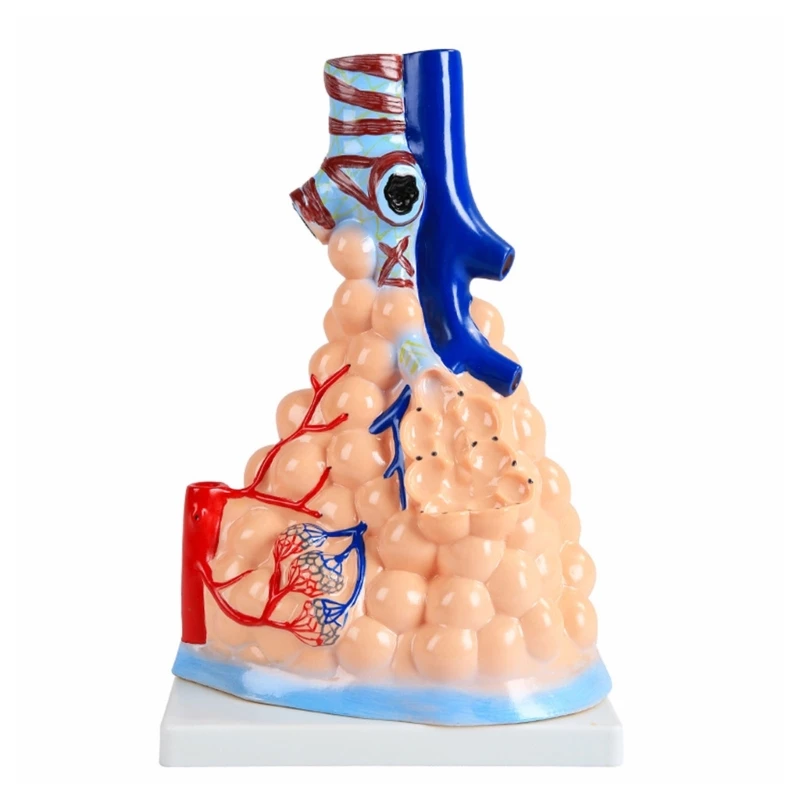 Модел сърдечно-белодробна анатомията на човека, модел белодробен сърце за здравно обучение Изображение 1