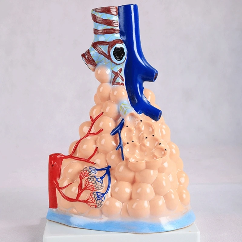 Модел сърдечно-белодробна анатомията на човека, модел белодробен сърце за здравно обучение Изображение 4