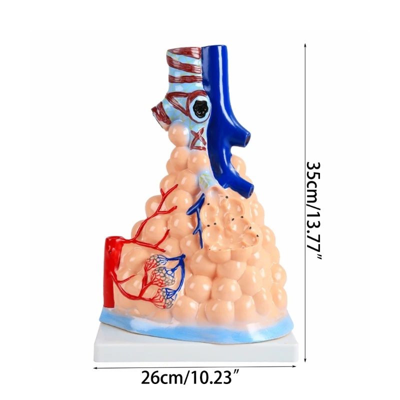 Модел сърдечно-белодробна анатомията на човека, модел белодробен сърце за здравно обучение Изображение 5
