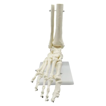 Анатомическая модел на крака на човешкия скелет 1: 1, стъпало и глезен с долната част на крака, Анатомическая модел, Учебни материали по анатомия