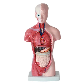 Анатомия на модел на човешкия торс Анатомическая модел за сглобяване на вътрешните органи PVC за обучение на студенти