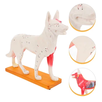 Модел за акупунктура кучешки тялото, Модел Анатомия на кучето, Медицинска образователна модел